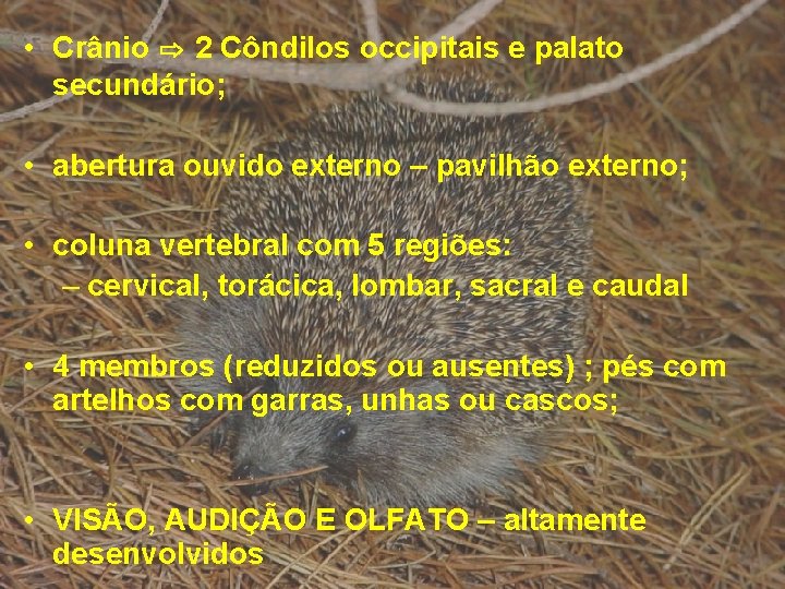 • Crânio ⇨ 2 Côndilos occipitais e palato secundário; • abertura ouvido externo