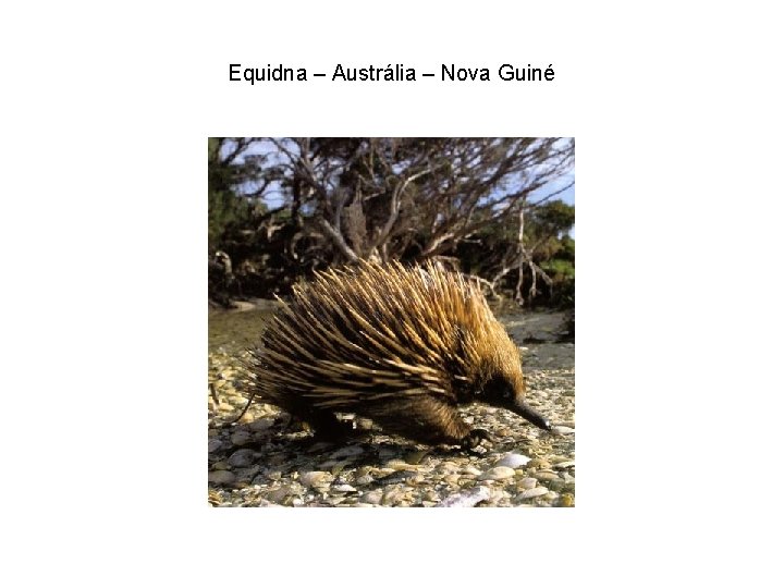 Equidna – Austrália – Nova Guiné 