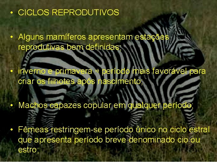  • CICLOS REPRODUTIVOS • Alguns mamíferos apresentam estações reprodutivas bem definidas; • inverno