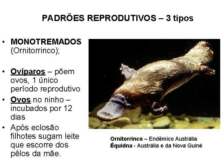 PADRÕES REPRODUTIVOS – 3 tipos • MONOTREMADOS (Ornitorrinco); • Ovíparos – põem ovos, 1