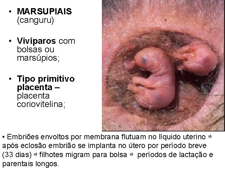  • MARSUPIAIS (canguru) • Vivíparos com bolsas ou marsúpios; • Tipo primitivo placenta