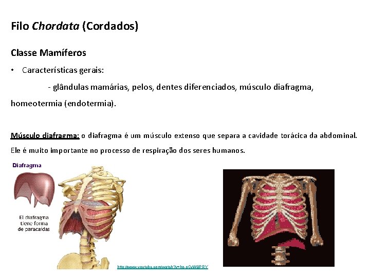 Filo Chordata (Cordados) Classe Mamíferos • Características gerais: - glândulas mamárias, pelos, dentes diferenciados,