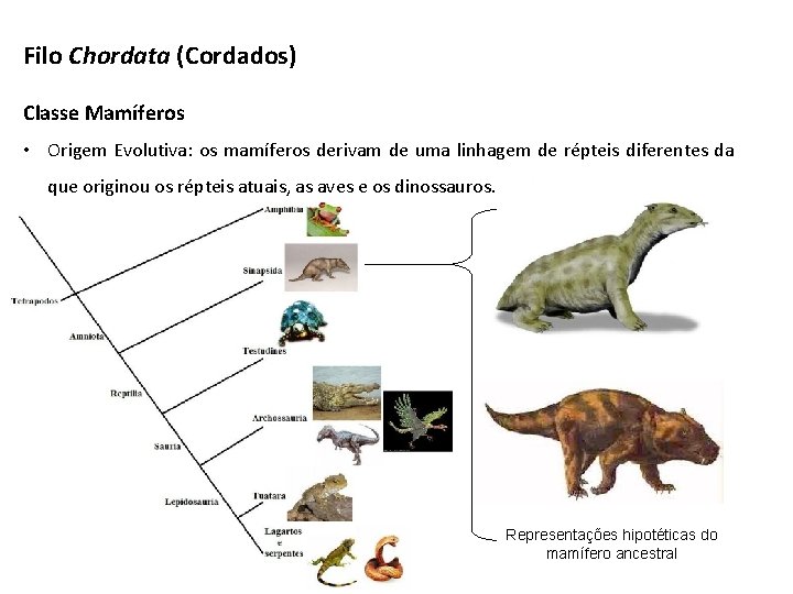 Filo Chordata (Cordados) Classe Mamíferos • Origem Evolutiva: os mamíferos derivam de uma linhagem