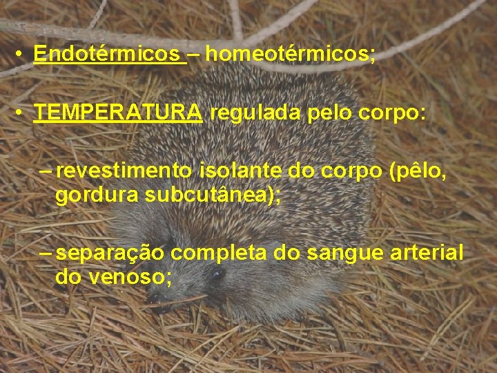  • Endotérmicos – homeotérmicos; • TEMPERATURA regulada pelo corpo: – revestimento isolante do