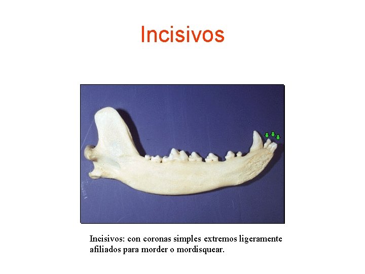 Incisivos: con coronas simples extremos ligeramente afiliados para morder o mordisquear. 