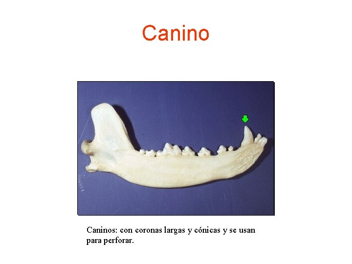 Caninos: con coronas largas y cónicas y se usan para perforar. 