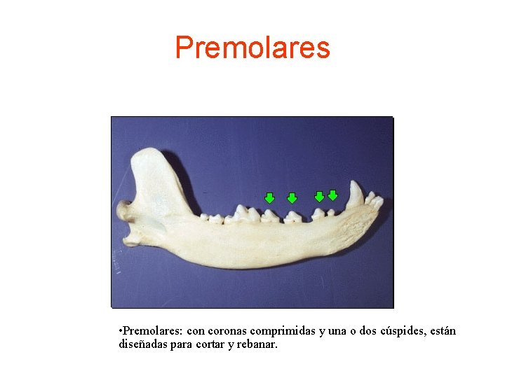 Premolares • Premolares: con coronas comprimidas y una o dos cúspides, están diseñadas para