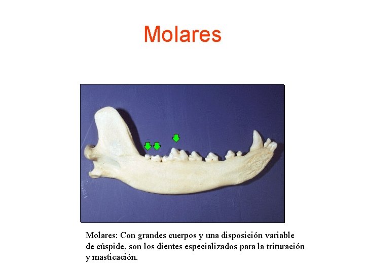 Molares: Con grandes cuerpos y una disposición variable de cúspide, son los dientes especializados