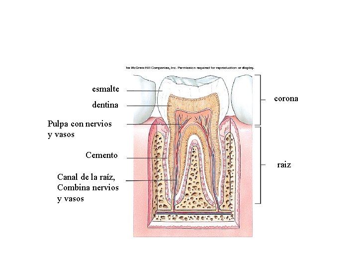 esmalte dentina corona Pulpa con nervios y vasos Cemento Canal de la raíz, Combina