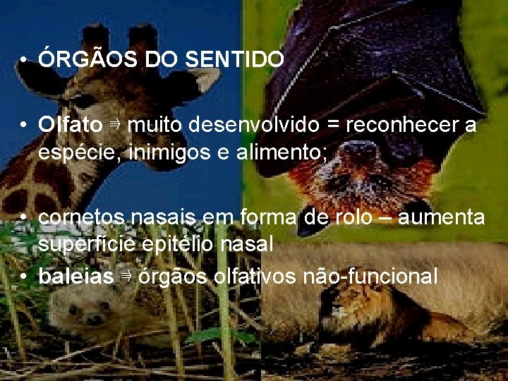  • ÓRGÃOS DO SENTIDO • Olfato ⇛ muito desenvolvido = reconhecer a espécie,