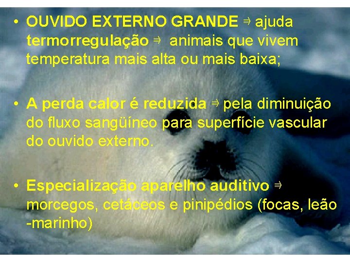  • OUVIDO EXTERNO GRANDE ⇛ ajuda termorregulação ⇛ animais que vivem temperatura mais