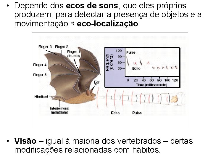  • Depende dos ecos de sons, que eles próprios produzem, para detectar a