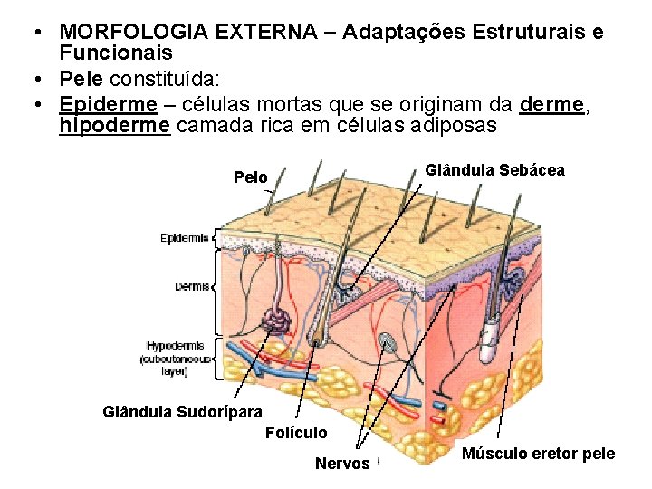  • MORFOLOGIA EXTERNA – Adaptações Estruturais e Funcionais • Pele constituída: • Epiderme