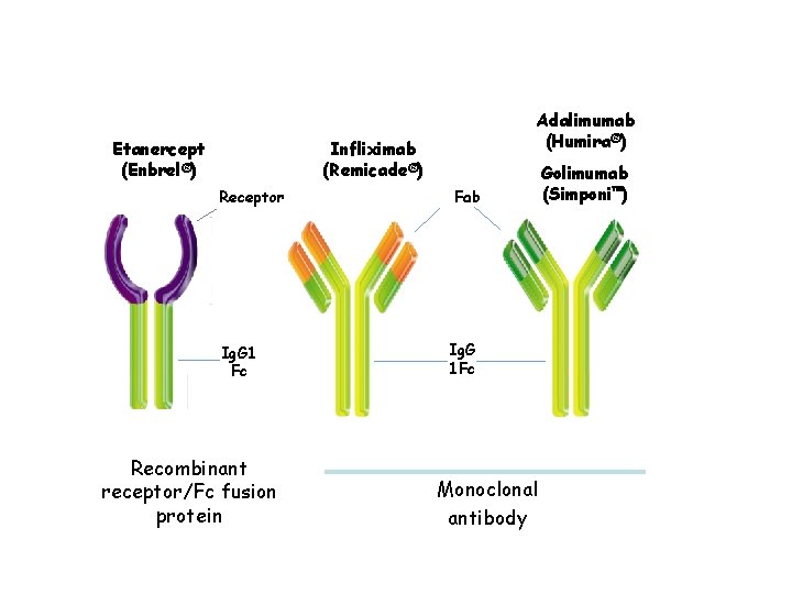 Etanercept (Enbrel®) Adalimumab (Humira®) Infliximab (Remicade®) Receptor Ig. G 1 Fc Recombinant receptor/Fc fusion