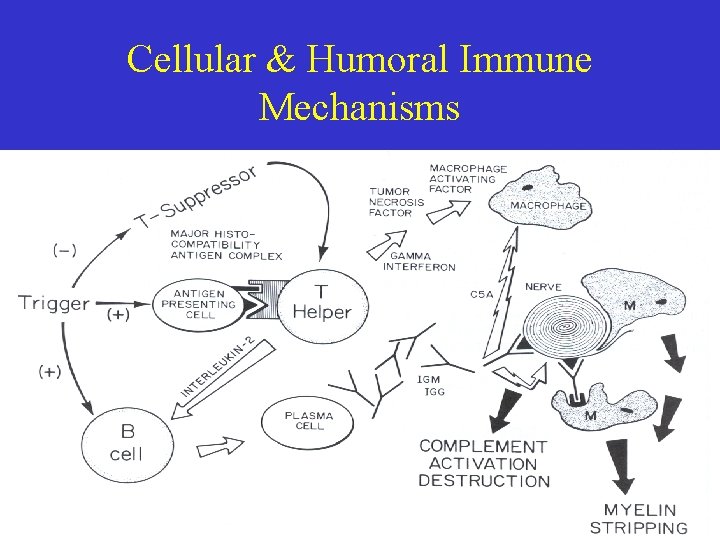 Cellular & Humoral Immune Mechanisms 