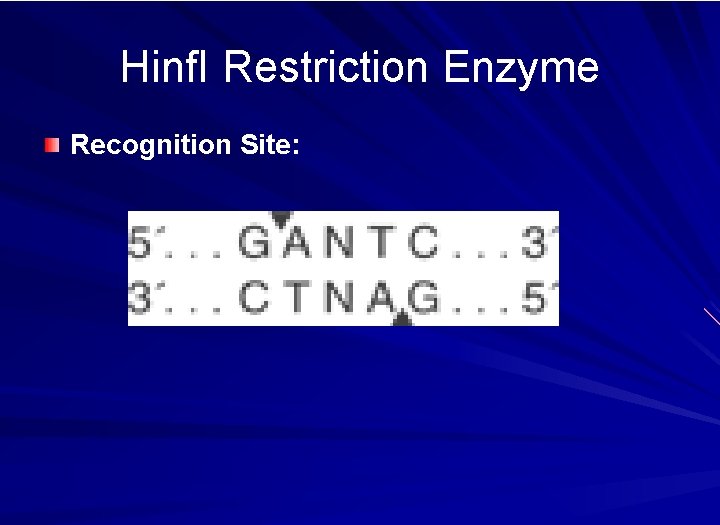 Hinf. I Restriction Enzyme Recognition Site: 