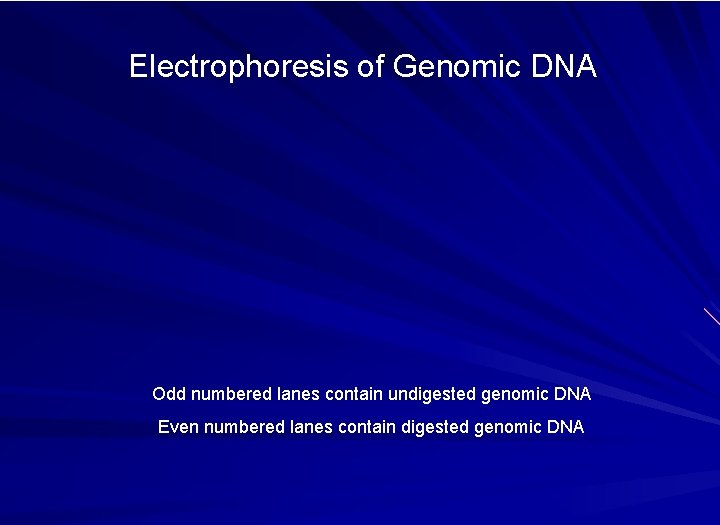 Electrophoresis of Genomic DNA Odd numbered lanes contain undigested genomic DNA Even numbered lanes