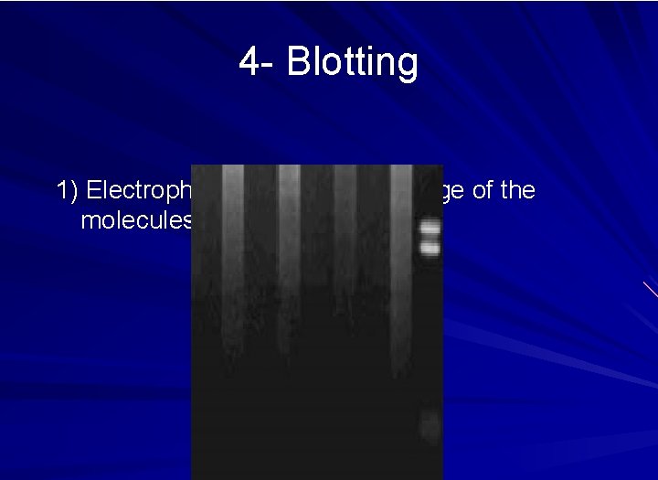 4 - Blotting 1) Electrophoresis- takes advantage of the molecules negative charge. 