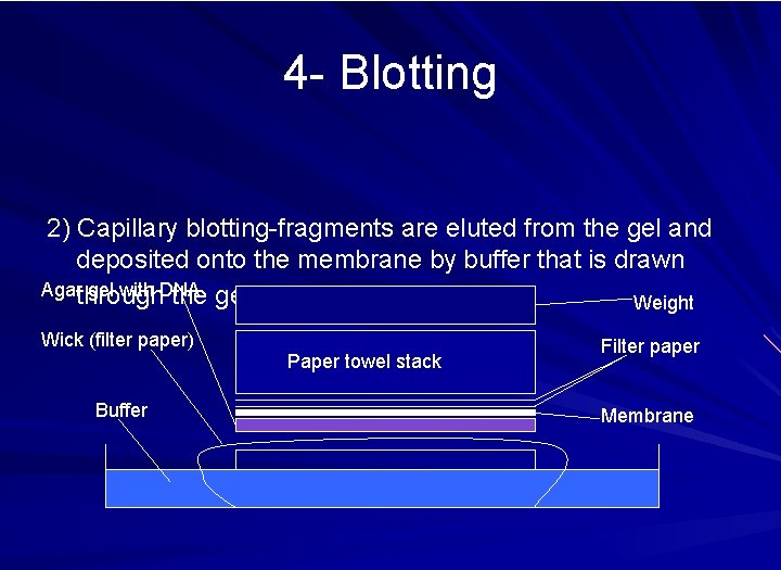 4 - Blotting 2) Capillary blotting-fragments are eluted from the gel and deposited onto