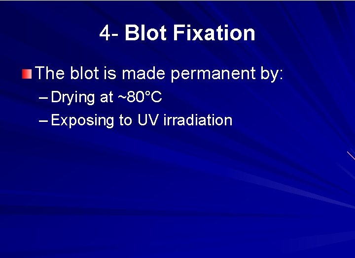 4 - Blot Fixation The blot is made permanent by: – Drying at ~80°C