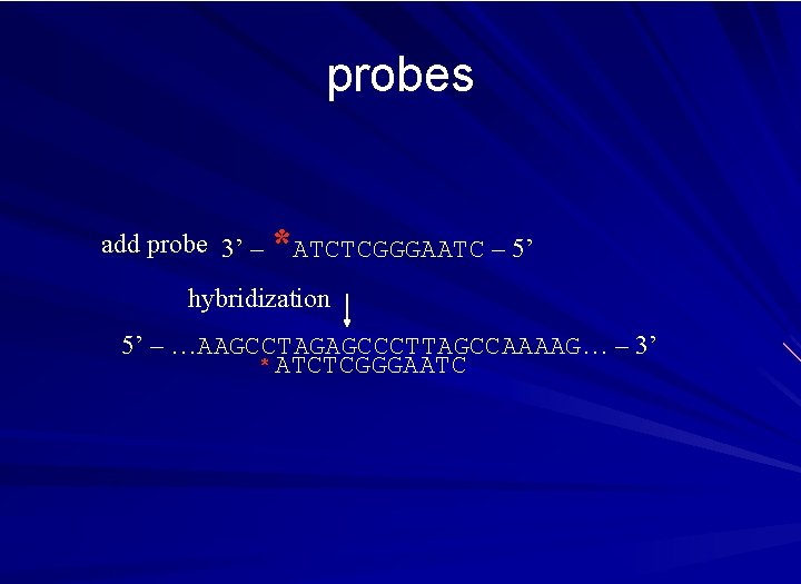 probes add probe 3’ – *ATCTCGGGAATC – 5’ hybridization 5’ – …AAGCCTAGAGCCCTTAGCCAAAAG… – 3’