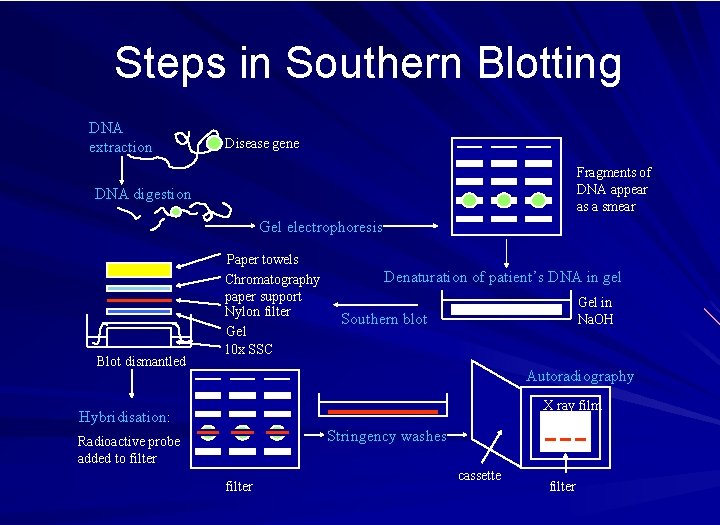 Steps in Southern Blotting DNA extraction Disease gene Fragments of DNA appear as a