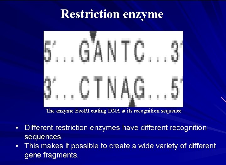 Restriction enzyme The enzyme Eco. RI cutting DNA at its recognition sequence • Different
