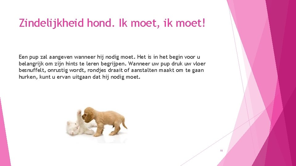 Zindelijkheid hond. Ik moet, ik moet! Een pup zal aangeven wanneer hij nodig moet.