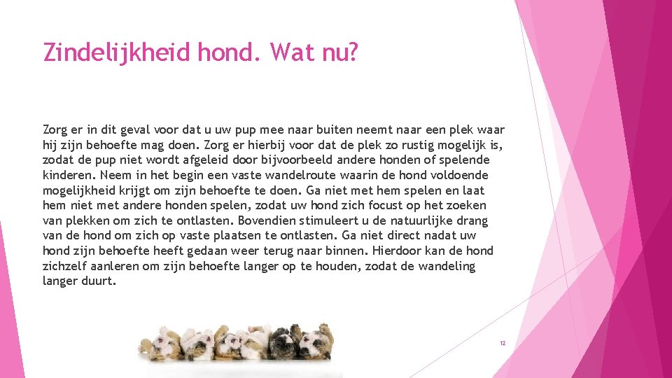 Zindelijkheid hond. Wat nu? Zorg er in dit geval voor dat u uw pup