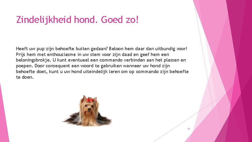 Zindelijkheid hond. Goed zo! Heeft uw pup zijn behoefte buiten gedaan? Beloon hem daar