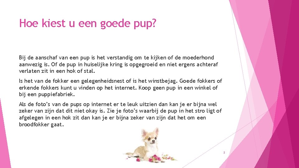 Hoe kiest u een goede pup? Bij de aanschaf van een pup is het