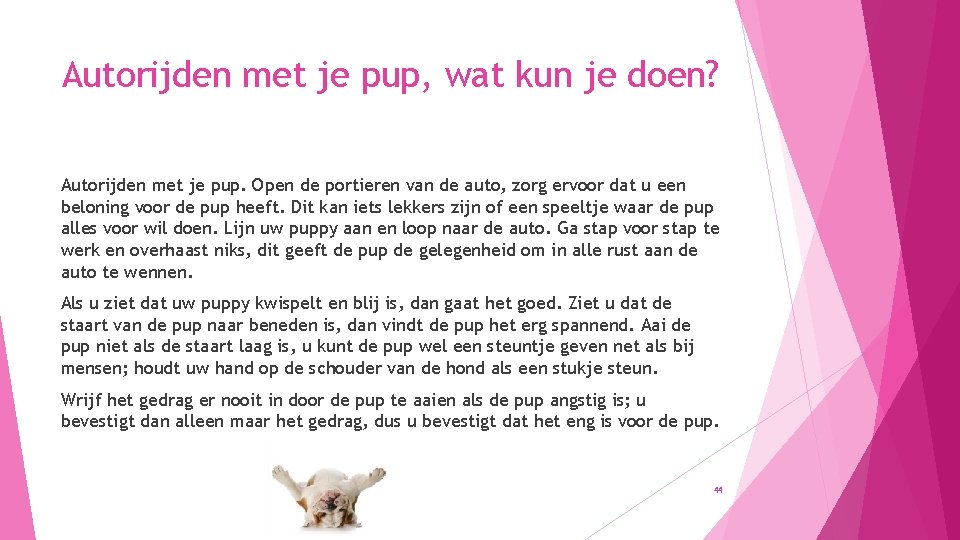 Autorijden met je pup, wat kun je doen? Autorijden met je pup. Open de