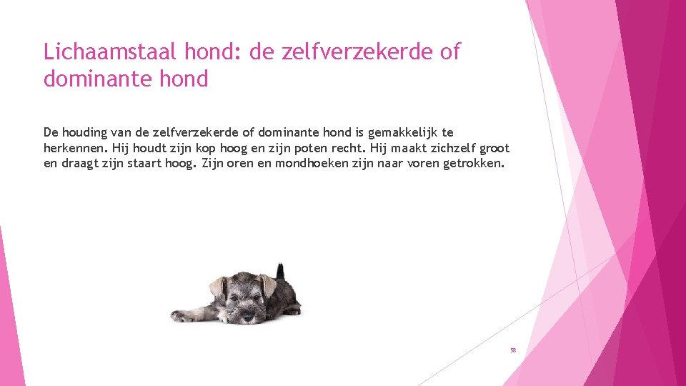 Lichaamstaal hond: de zelfverzekerde of dominante hond De houding van de zelfverzekerde of dominante