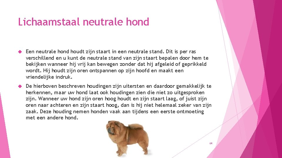 Lichaamstaal neutrale hond Een neutrale hond houdt zijn staart in een neutrale stand. Dit