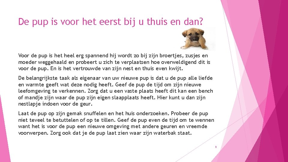 De pup is voor het eerst bij u thuis en dan? Voor de pup