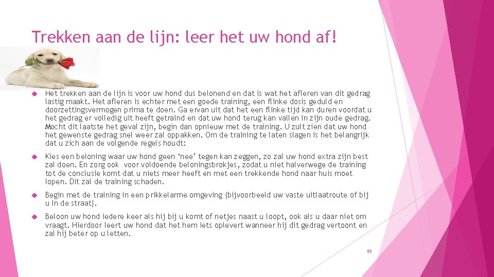 Trekken aan de lijn: leer het uw hond af! Het trekken aan de lijn