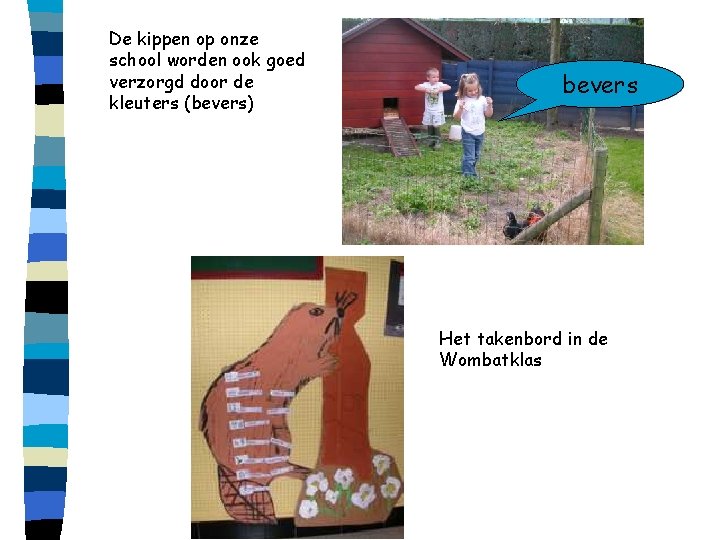 De kippen op onze school worden ook goed verzorgd door de kleuters (bevers) bevers