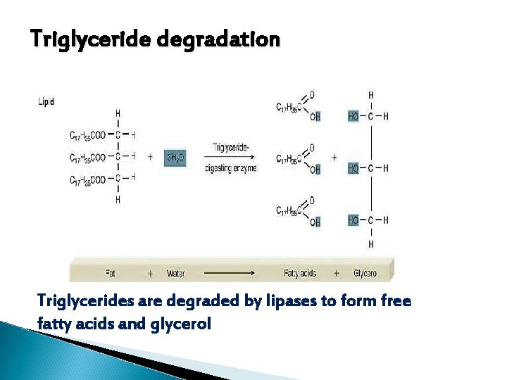 Triglyceride degradation Triglycerides are degraded by lipases to form free fatty acids and glycerol