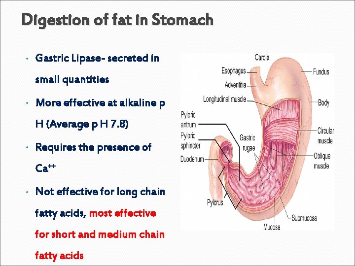 Digestion of fat in Stomach • Gastric Lipase- secreted in small quantities • More