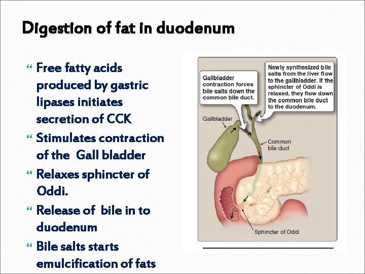 Digestion of fat in duodenum Free fatty acids produced by gastric lipases initiates secretion