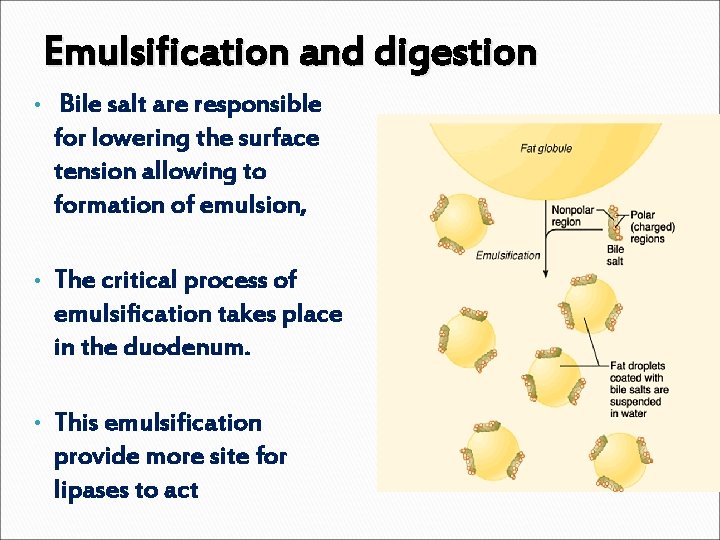 Emulsification and digestion • Bile salt are responsible for lowering the surface tension allowing