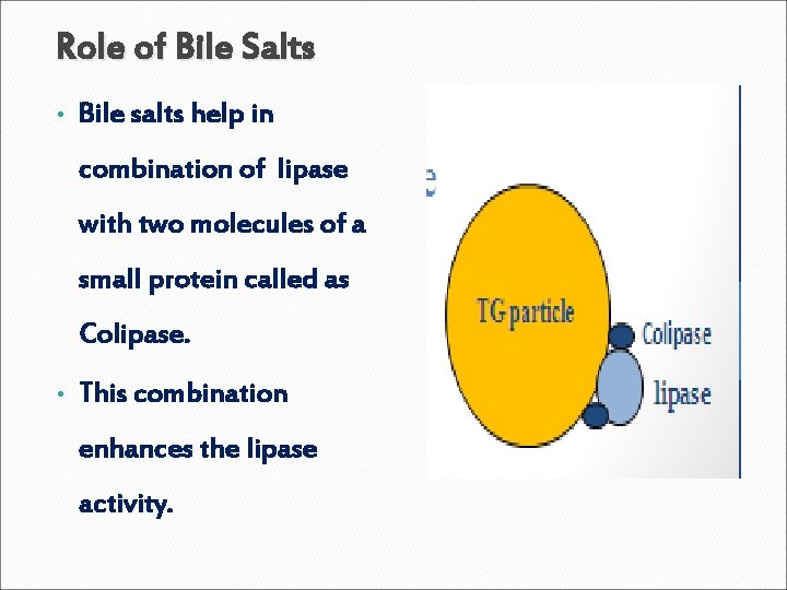  Role of Bile Salts • Bile salts help in combination of lipase with