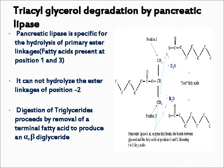  • Triacyl glycerol degradation by pancreatic lipase Pancreatic lipase is specific for the