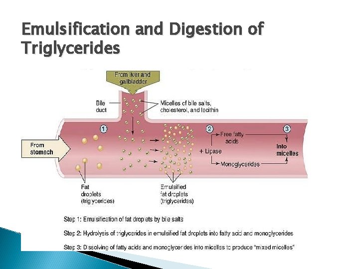 Emulsification and Digestion of Triglycerides 