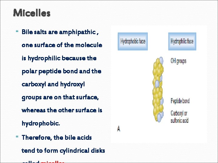 Micelles Bile salts are amphipathic , one surface of the molecule is hydrophilic because