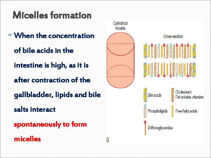 Micelles formation When the concentration of bile acids in the intestine is high, as