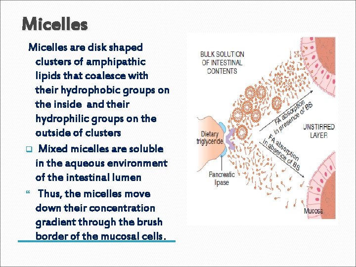 Micelles are disk shaped clusters of amphipathic lipids that coalesce with their hydrophobic groups