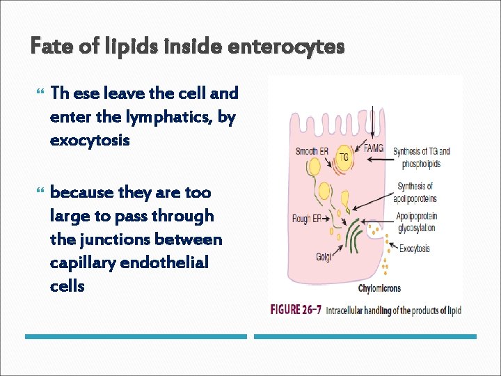 Fate of lipids inside enterocytes Th ese leave the cell and enter the lymphatics,