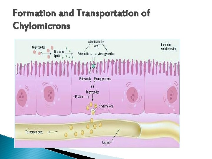 Formation and Transportation of Chylomicrons 