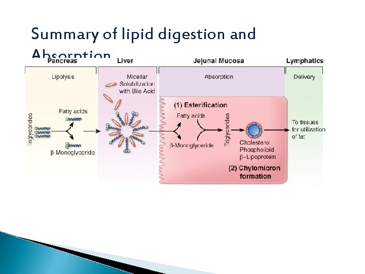 Summary of lipid digestion and Absorption 